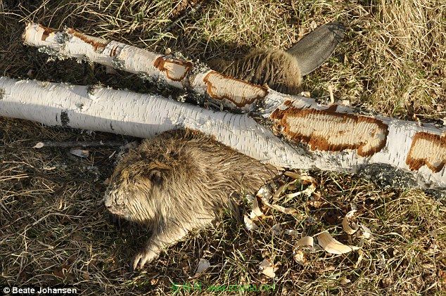 beaver killed 2.jpg