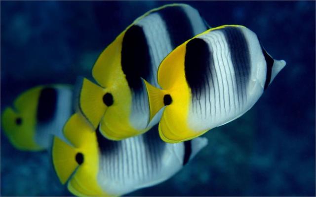 这是一条三角形的鱼.