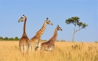 Giraffes added to vulnerable list ¹롰Σ