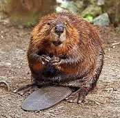 beaver.jpg