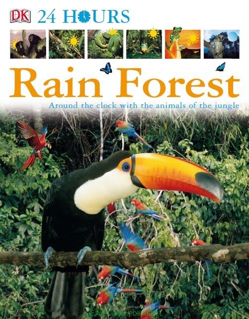DK Rain Forest1.jpg