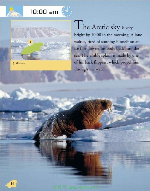 DK Arctic2.jpg