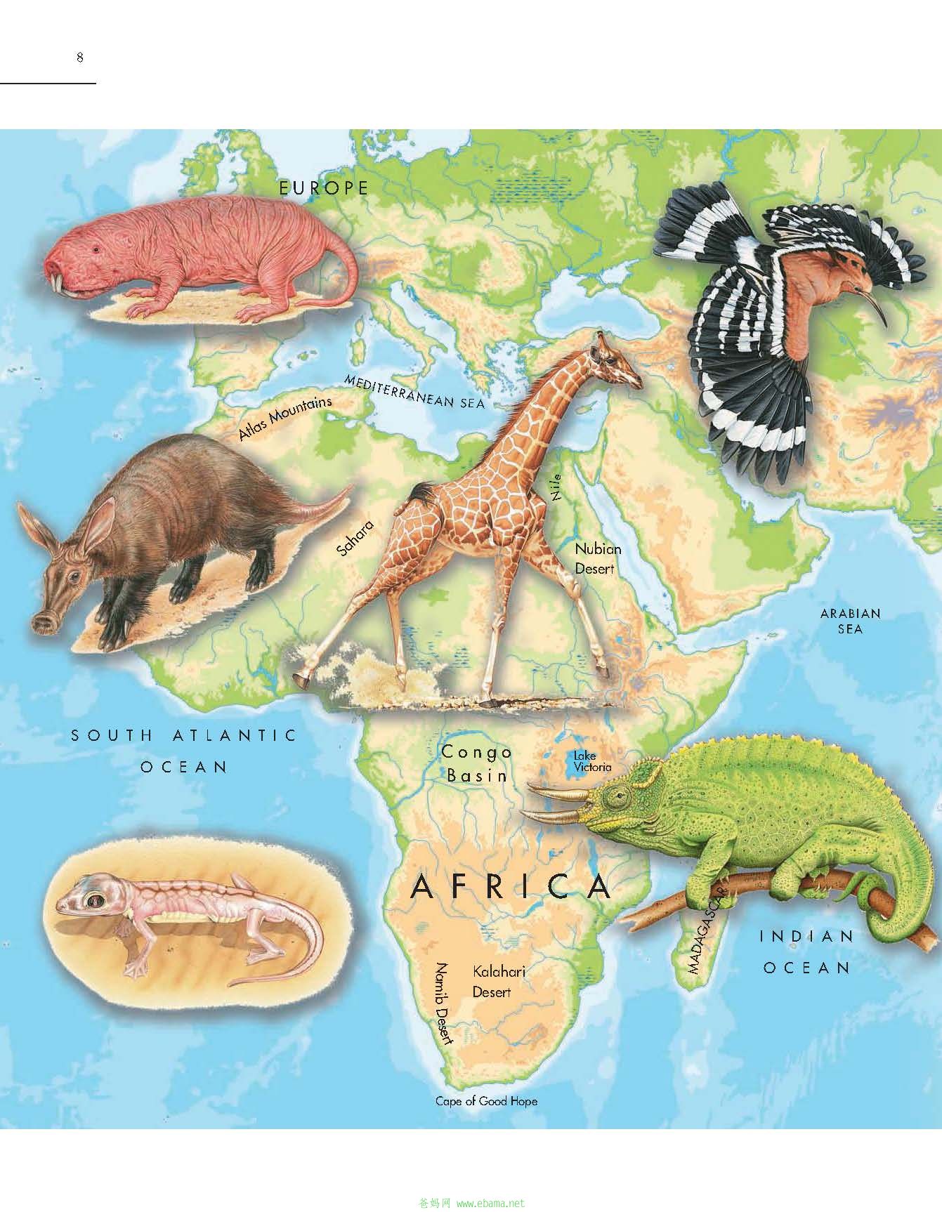 复件 Atlas of the World\'s Strangest Animals_页面_2.jpg