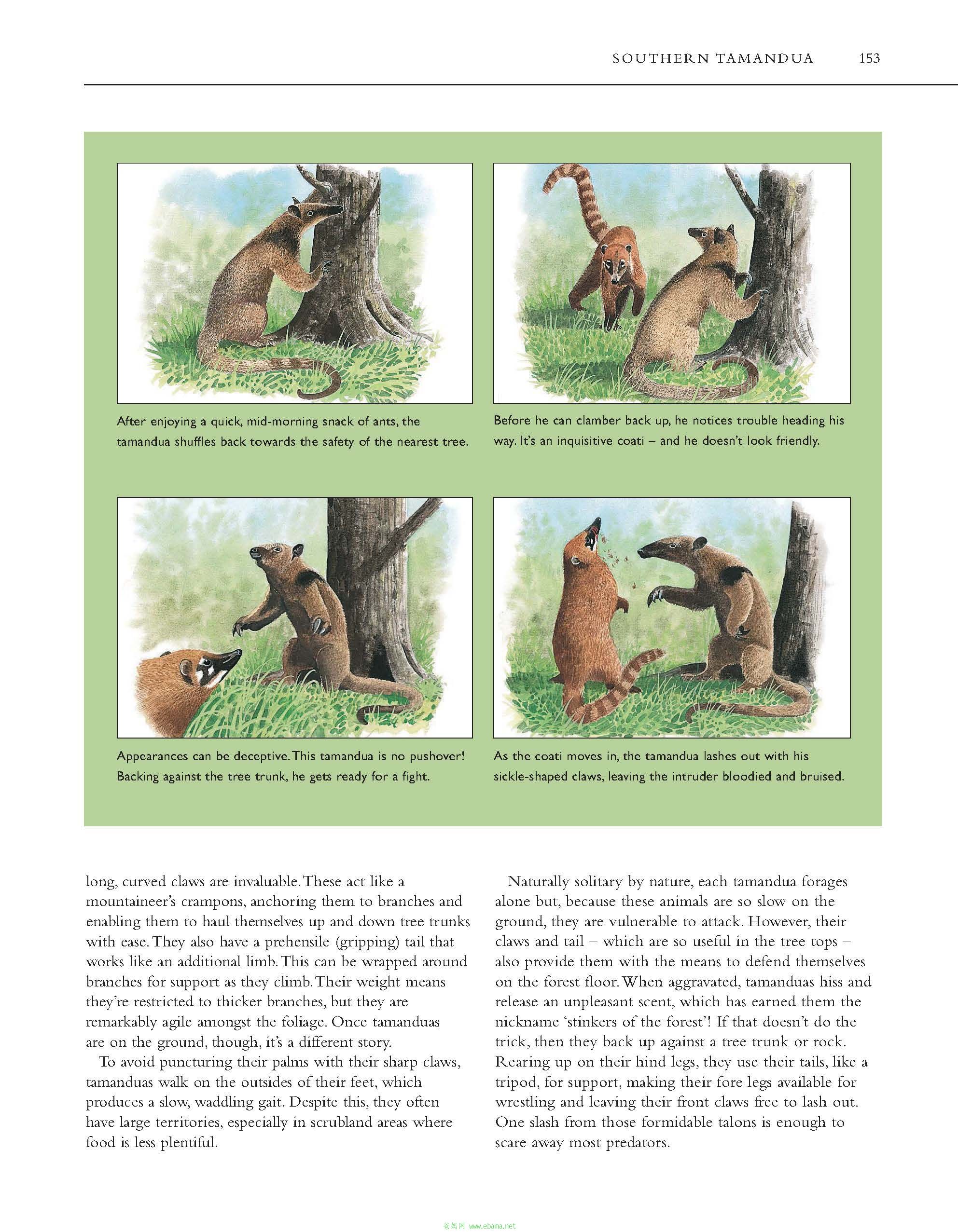 复件 Atlas of the World\'s Strangest Animals_页面_3.jpg