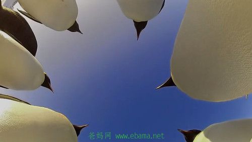 104835.62438561_500.jpg