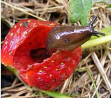 slug on strawberry.jpg