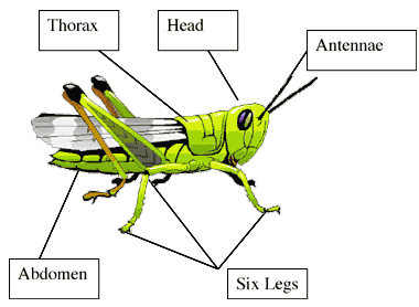 20170301insect.gif