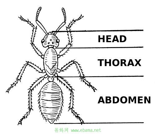 20170301insect.jpg