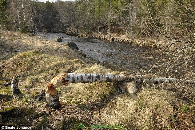 beaver killed 1.jpg