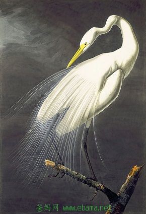 Heron.jpg