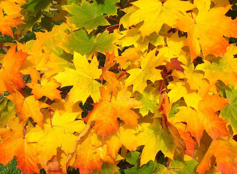 leaves-57427_960_720.jpg